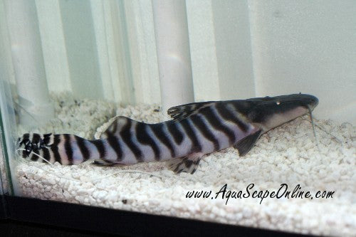 Tigrinus Catfish (Merodontotus Tigrinus)