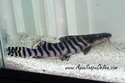 Tigrinus Catfish (Merodontotus Tigrinus)