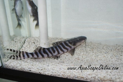 Tigrinus Catfish (Merodontotus Tigrinus)
