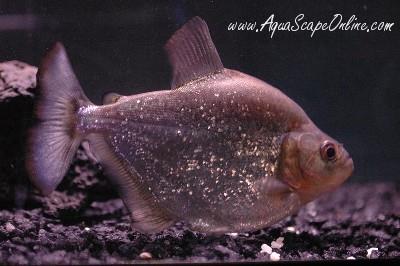 Altuvie Piranha (Serrasalmus Altuvie)