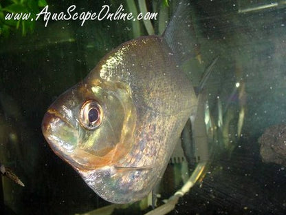 Altuvie Piranha (Serrasalmus Altuvie)