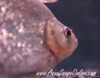 Altuvie Piranha (Serrasalmus Altuvie)