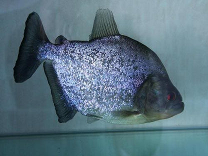 Blue Diamond Piranha 3"-4"