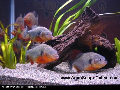 Caribe Piranha 2"-2.5" (Pygocentrus Caribe) (Pre Order Special 5 for 200.00 landing on Monday 7/21)