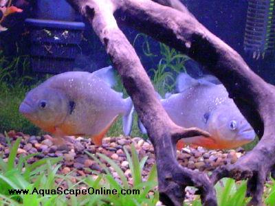 Caribe Piranha 2"-2.5" (Pygocentrus Caribe) (Pre Order Special 5 for 200.00 landing on Monday 7/21)