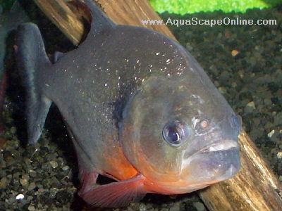 Caribe Piranha 2"-2.5" (Pygocentrus Caribe) (Pre Order Special 5 for 200.00 landing on Monday 7/21)