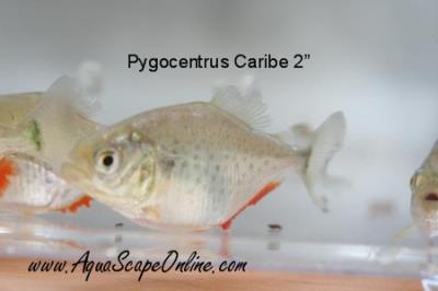 Caribe Piranha 2"-2.5" (Pygocentrus Caribe) (Pre Order Special 5 for 200.00 landing on Monday 7/21)