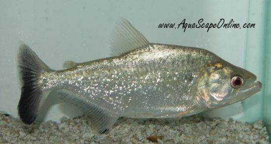 Elongatus Piranha (Serrasalmus Elongatus)