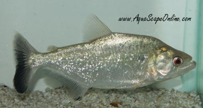 Elongatus Piranha (Serrasalmus Elongatus)