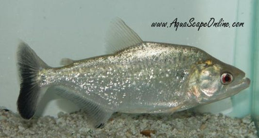 Elongatus Piranha (Serrasalmus Elongatus)