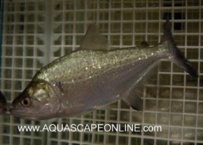 Elongatus Piranha (Serrasalmus Elongatus)