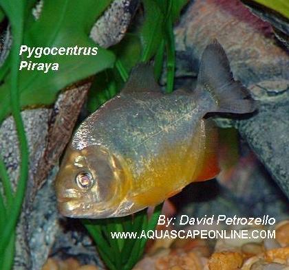 Piraya Piranha (Pygocentrus Piraya)