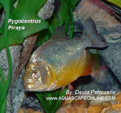 Piraya Piranha (Pygocentrus Piraya)