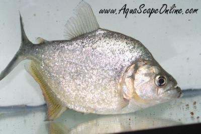 Gold Diamond Piranha (Serrasalmus Rhombeus)