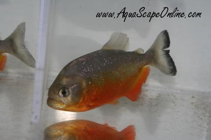 Piraya Piranha (Pygocentrus Piraya)