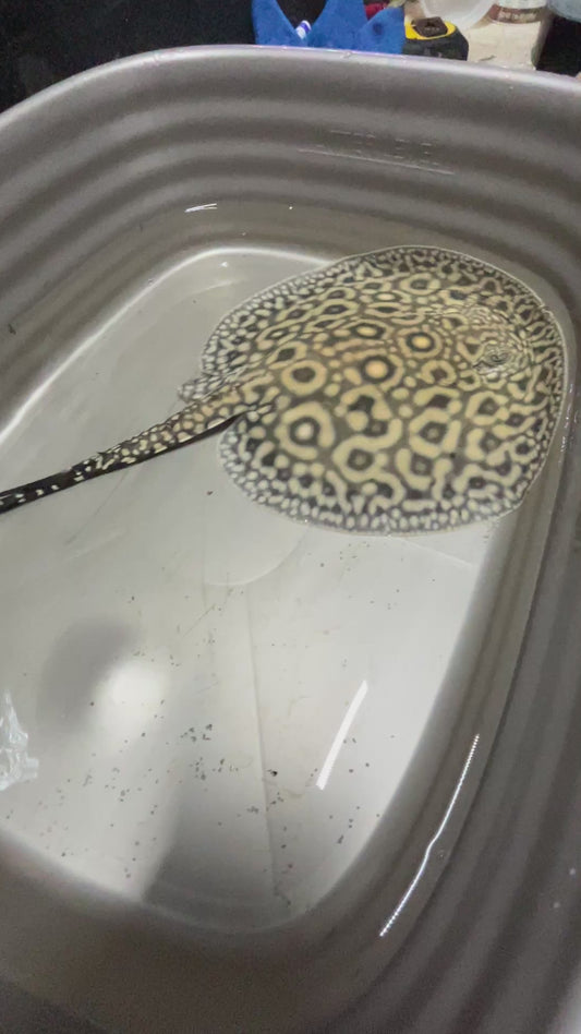 Flower Hybrid Stingray