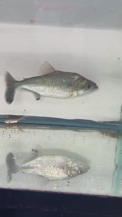 Elongatus Piranha Black Mask (Serrasalmus Elongatus)