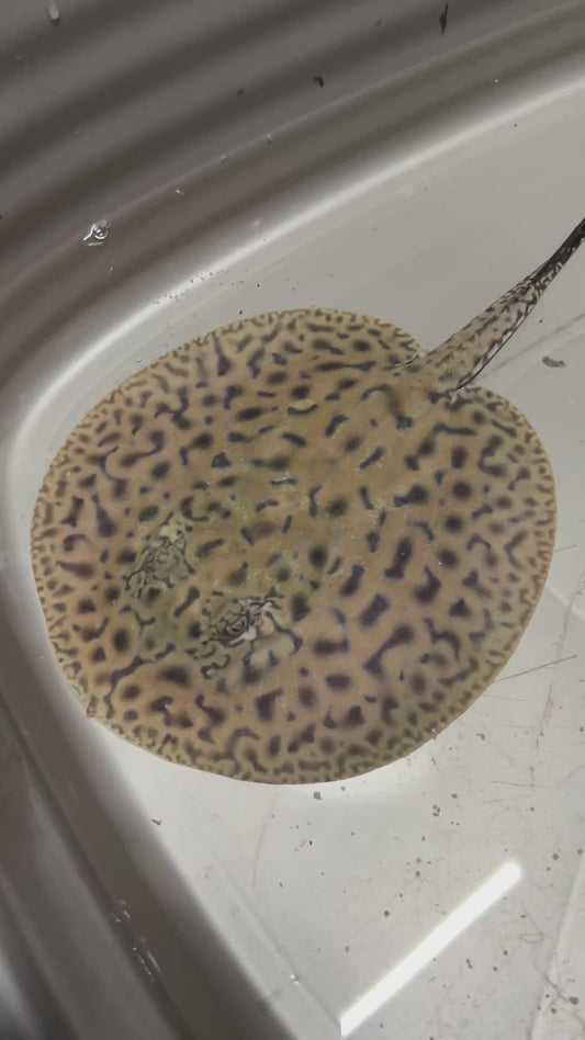 Blue Scribble line Stingray
