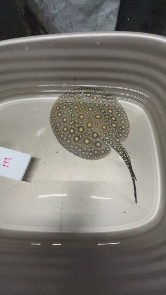 Super Spot Motoro Stingray