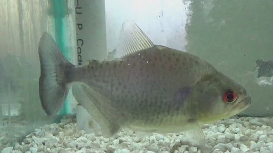 Blue Diamond Piranha 3"-4"