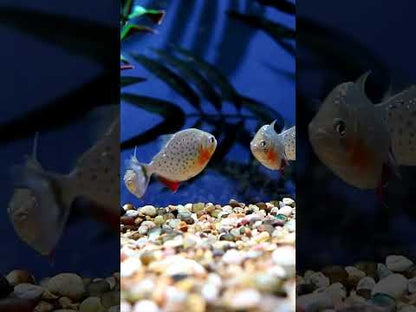 Red Belly Piranha (Pygocentrus Nattereri)
