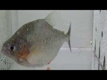 Serrulatus Piranha (Serrasalmus Serrulatus)