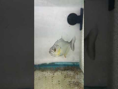 Gold Diamond Piranha (Serrasalmus Rhombeus)