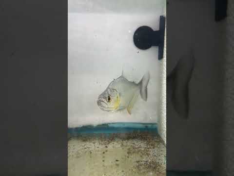 Gold Diamond Piranha 4"-5"
