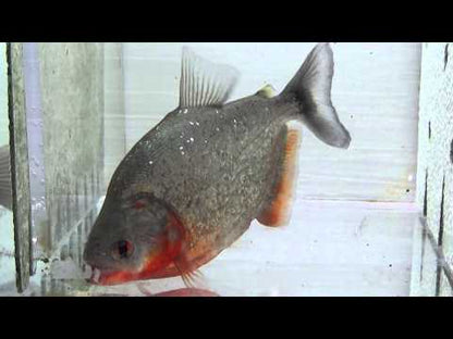 Purple Sanchezi Piranha (Serrasalumus Sanchezi)