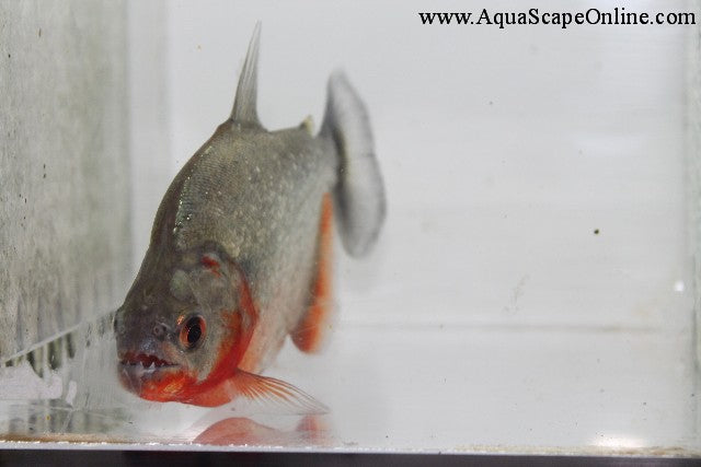 Sanchezi Piranha Purple (Serrasalumus Sanchezi)
