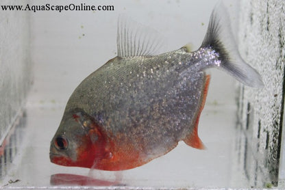 Sanchezi Piranha Purple (Serrasalumus Sanchezi)