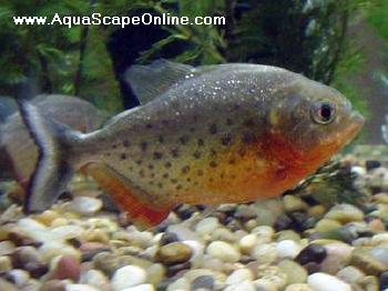 Red Belly Piranha (Pygocentrus Nattereri)