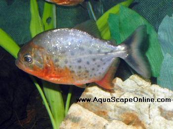 Red Belly Piranha (Pygocentrus Nattereri)