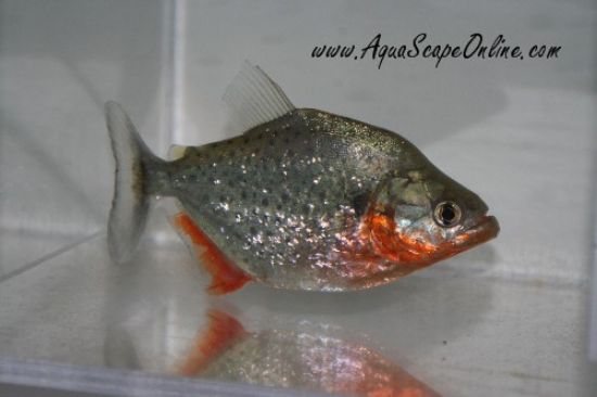 Red Sanchezi Piranha (Serrasalumus Sanchezi)