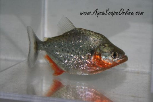 Red Sanchezi Piranha (Serrasalumus Sanchezi)
