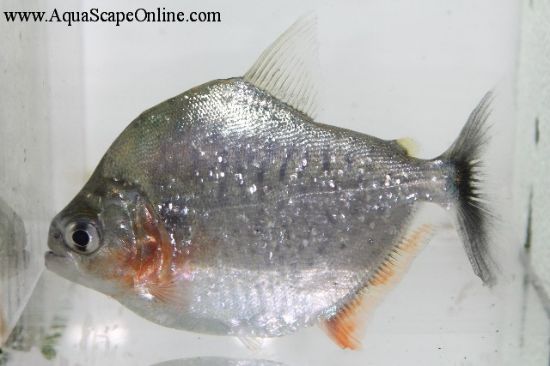 Serrulatus Piranha (Serrasalmus Serrulatus)