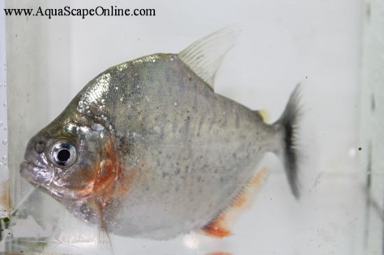 Serrulatus Piranha (Serrasalmus Serrulatus)