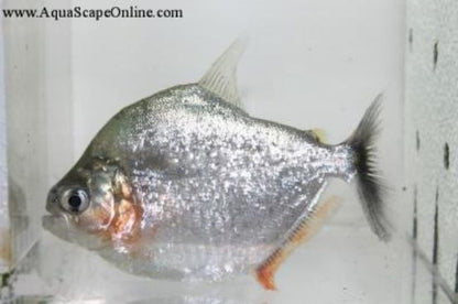Serrulatus Piranha (Serrasalmus Serrulatus)