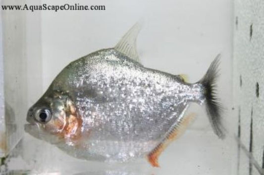 Serrulatus Piranha (Serrasalmus Serrulatus)
